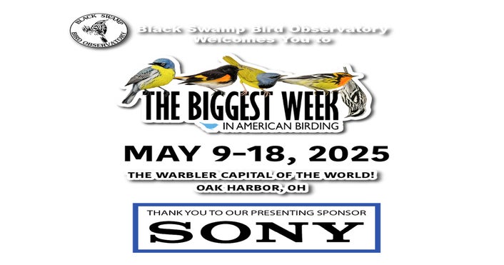 The Biggest Week In American Birding | Sony | Alpha Universe