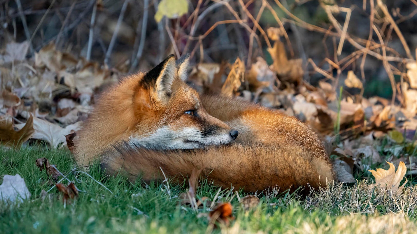 fox Urban Wildlife Photography & The “Princeton Fox” | Sony | Alpha