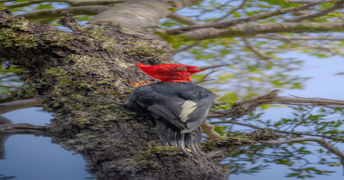 Behind The Shot: Handheld Bird Photography With The 200-600mm f/5.6-6.3 ...
