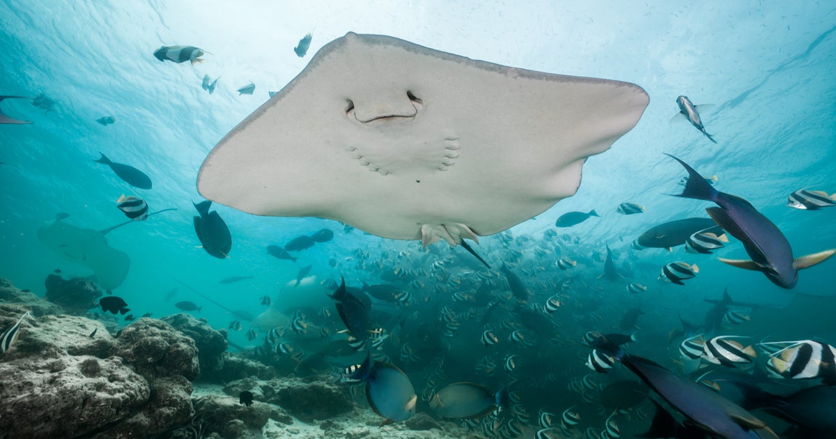 Flying fish: Icon of Barbados under threat - Down to Earth