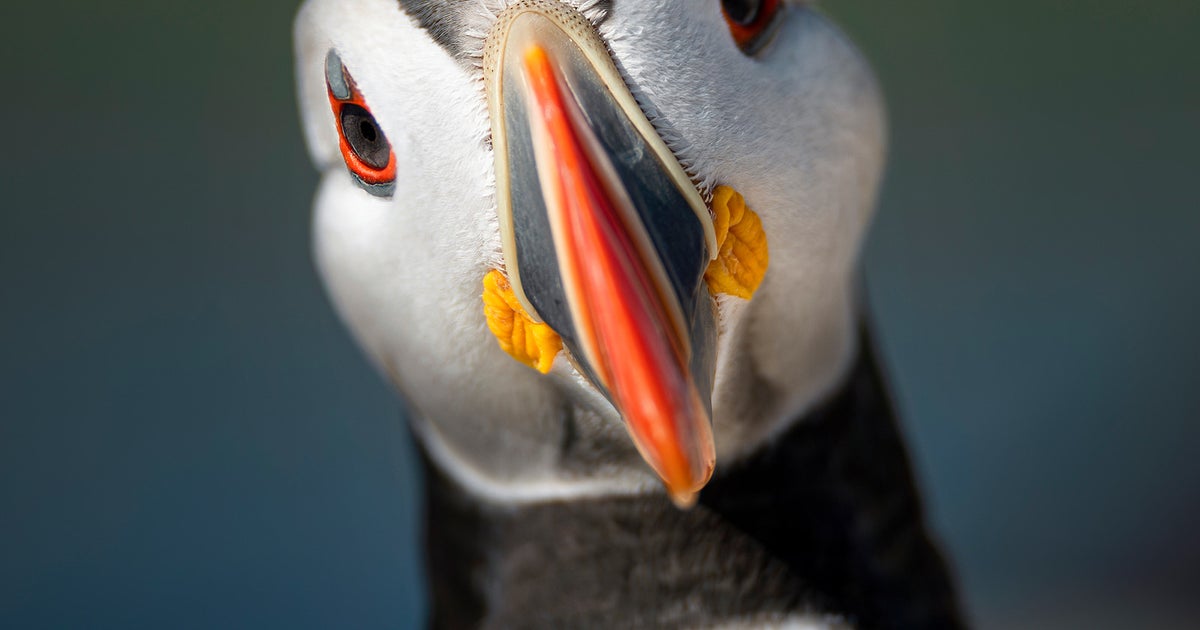 Behind The Shot: See How This Wildlife Photographer Captures Puffin ...