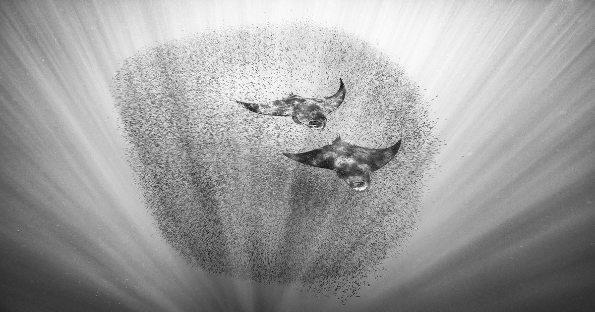 Behind The Shot: Photographing Synchronized Chilean Devil Rays ...