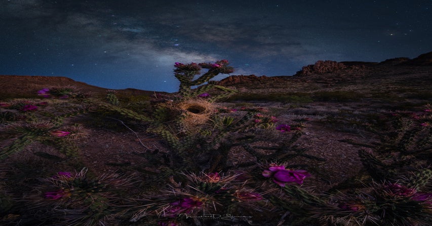 Behind The Shot: Using The Art Of Focus Stacking To Capture Big Bend At ...