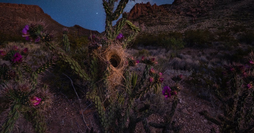 Behind The Shot: Using The Art Of Focus Stacking To Capture Big Bend At ...
