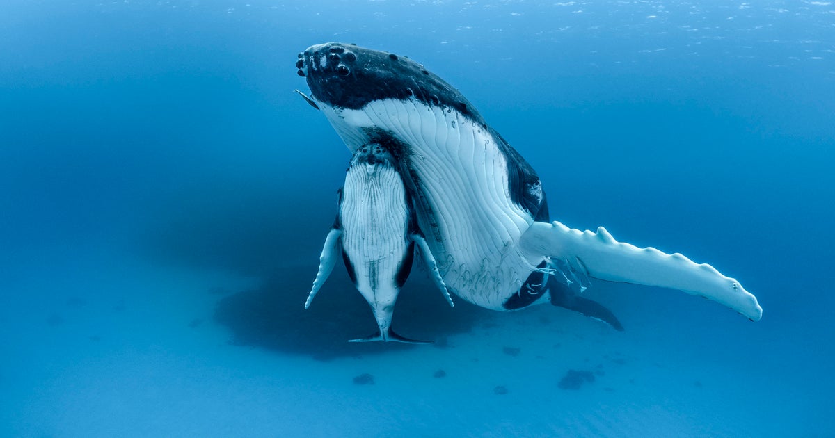 Behind The Shot: The Majestic Dance Of Whales Through Paul Nicklen's Lens