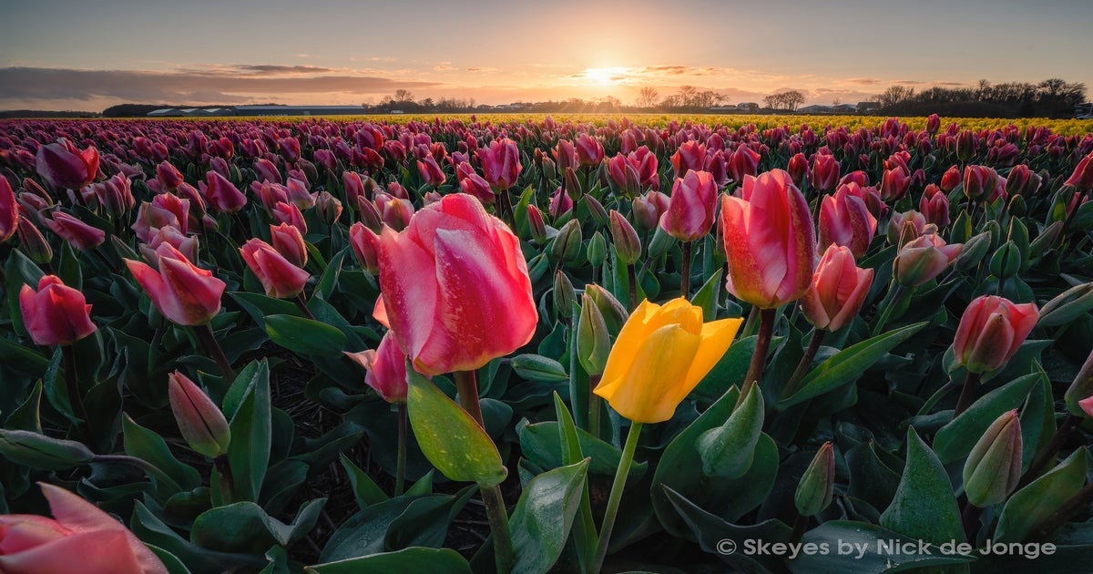 Tulip Field Sunset Flower Field Floral Landscape Fine Art 