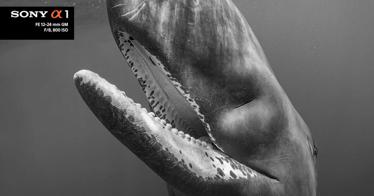 Behind The Shot: Paul Nicklen Tells The Story Of A Surreal Encounter With Whales