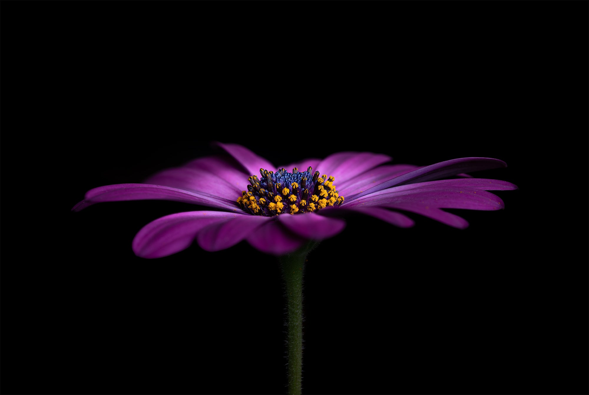 How To Use Focus-Stacking And An Ultra-Sharp Lens For Stunning