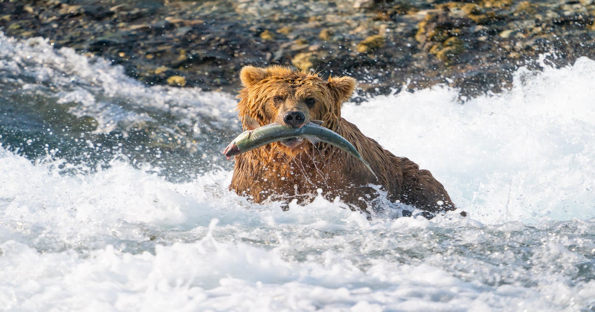 Colby Brown On How To Set Up Your Camera For Wildlife Photography ...