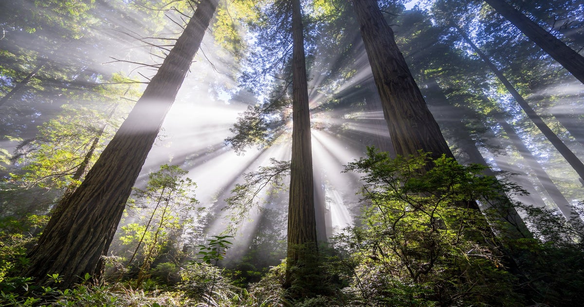 Step Into The Shade And See Why You Should Always Look Up | Sony ...