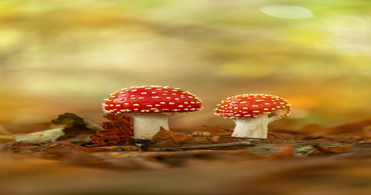 Fall Macro Photography Made Easy: Kyle van Bavel’s Field-Tested Tips ...