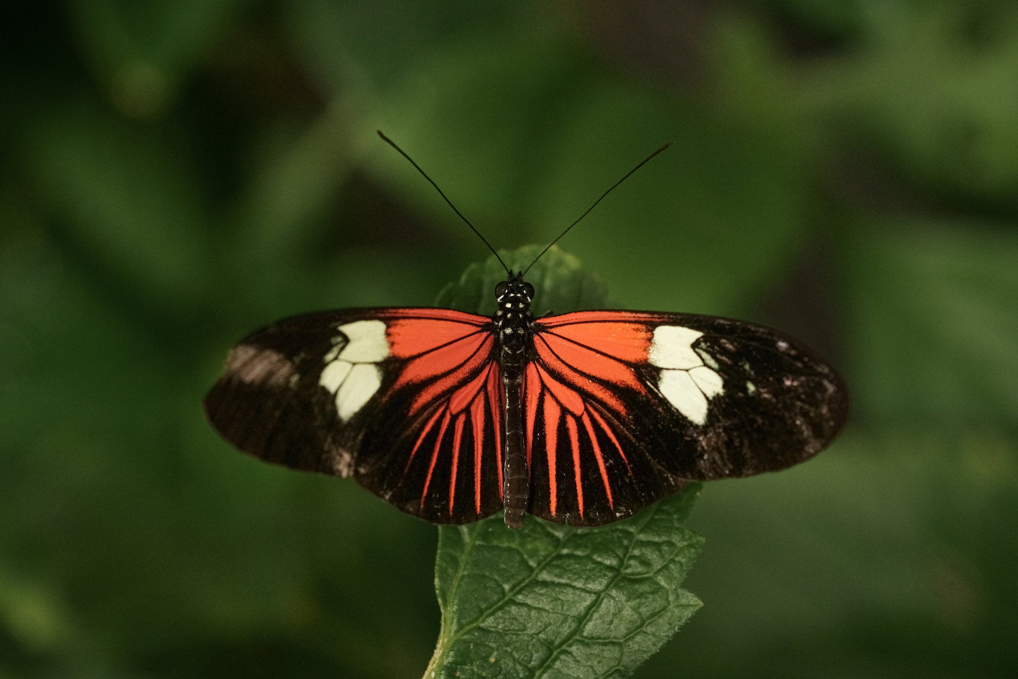 Taking The New Sony Alpha 7R V Inside A Butterfly House | Sony