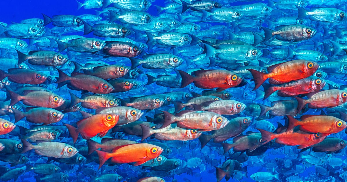 Behind The Shot: A Full Moon Fish Frenzy | Sony | Alpha Universe