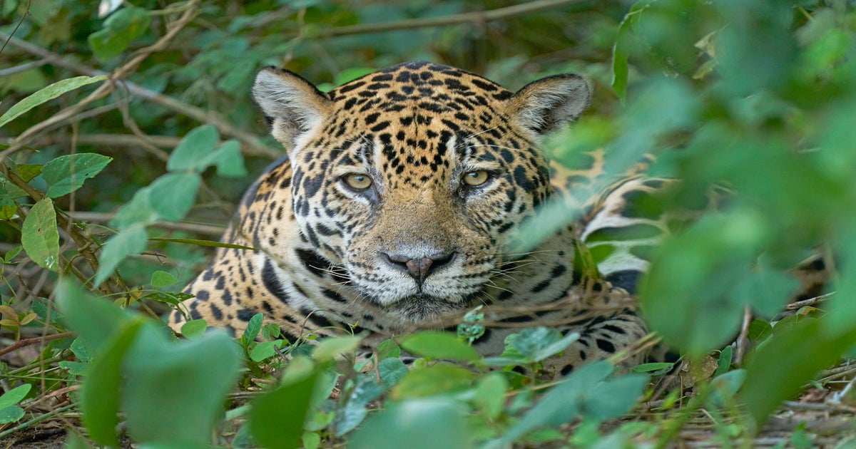 アート・デザイン・音楽 NATIONAL GEO 100 best wildlife pictures National Geographic: 100 Best Wildlife Pictures: Collector's