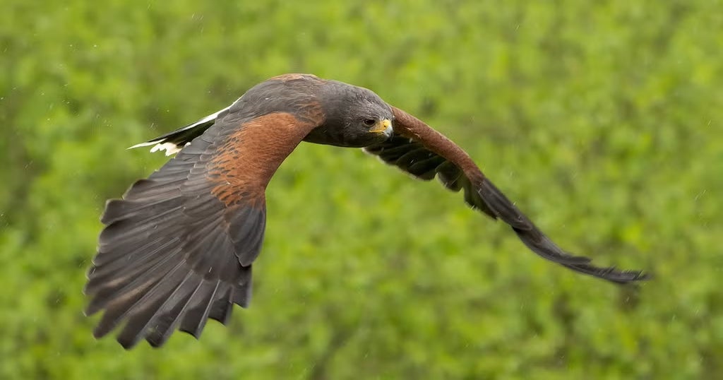 Raptor Photo Workshop | Sony | Alpha Universe