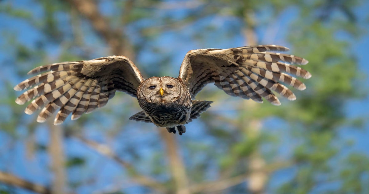 Gear Up For Bird Photography: A Pro Guide For Beginners, Intermediate ...