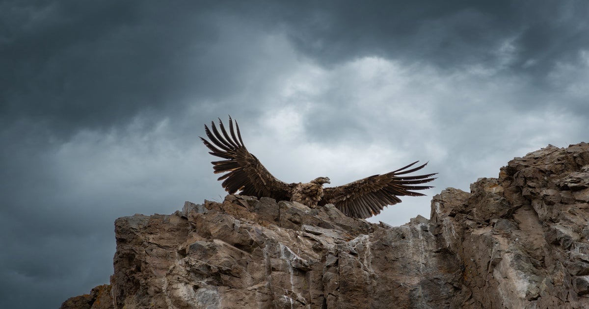 Behind The Shot: The Kingdom Of The Condors | Sony | Alpha Universe