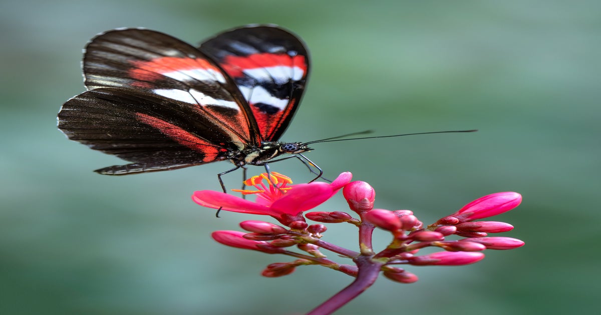 Capture Butterfly Detail With The 100mm f/2.8 Macro G Master | Sony ...