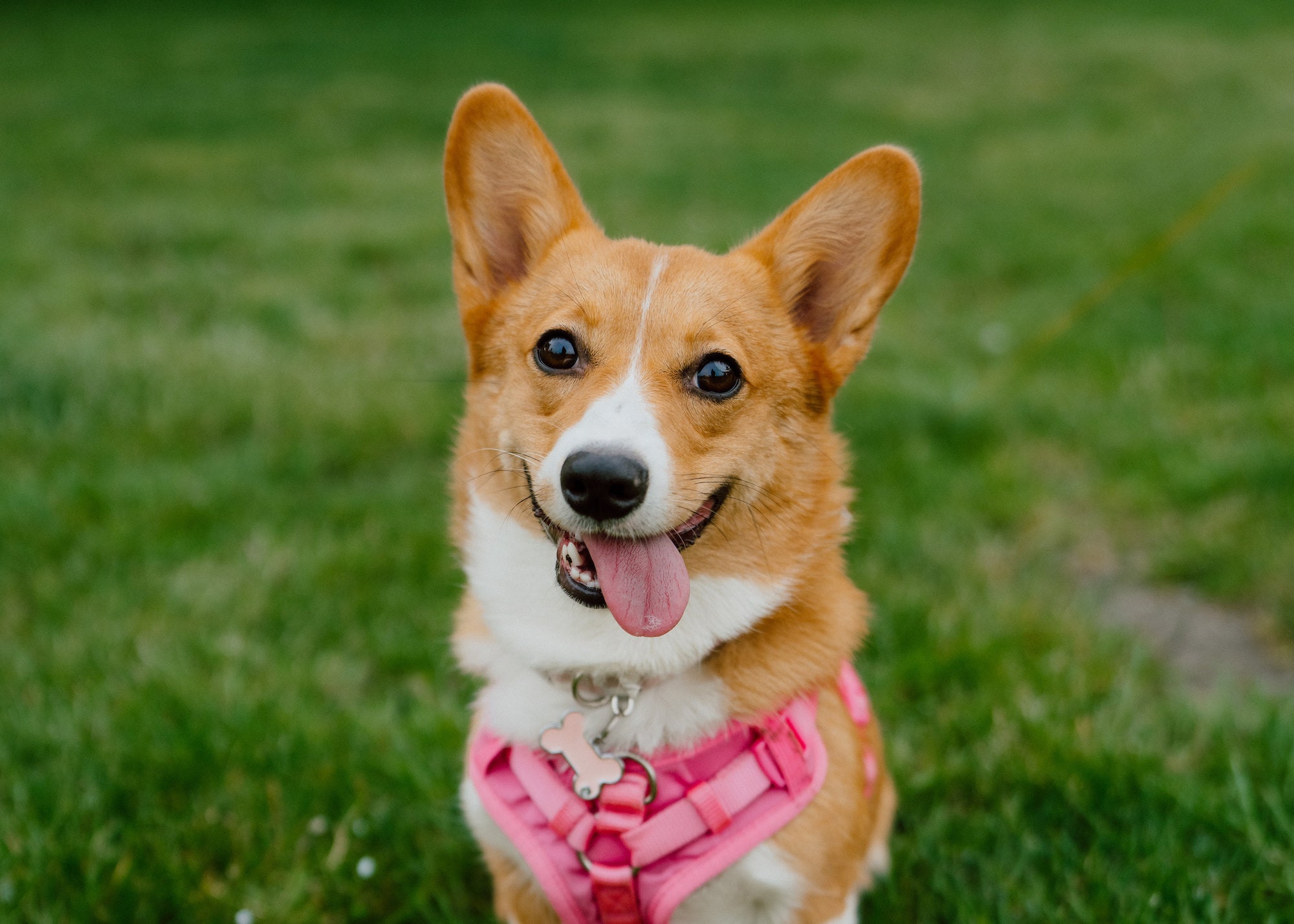 How To Take Better Photos Of Your Dog | Sony | Alpha Universe